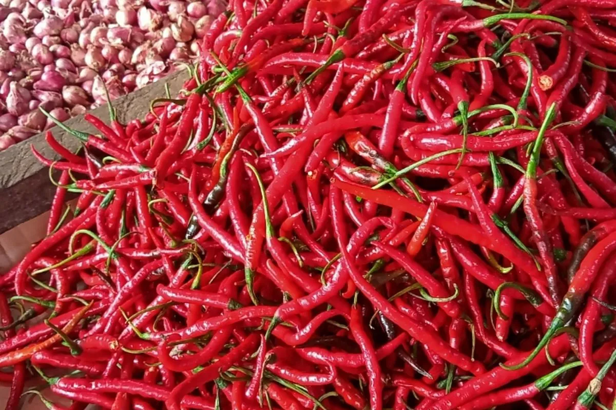 harga cabai hari ini