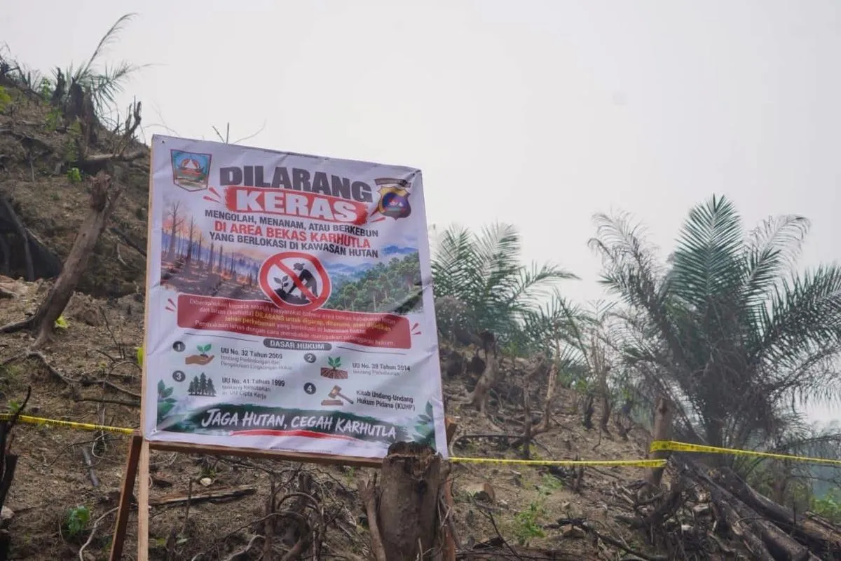 Lahan Bekas Karhutla Dharmasraya Ditanami Sawit Ilegal