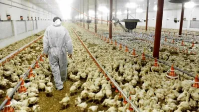 Hilirisasi Ayam Danantara Perkuat Diplomasi Pangan dan Ketahanan Protein Indonesia