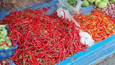 Stabilitas Harga Cabai Jadi Ujian Ketahanan Pangan Lebaran 2026