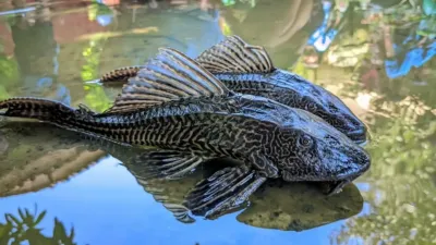 Pemprov DKI Genjot Penertiban Ikan Sapu-Sapu di Sungai