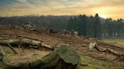 Pakar Internasional Soroti Deforestasi Kalimantan–Papua: Indonesia di Titik Kritis