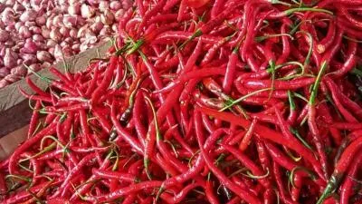Harga Cabai Hari Ini Melonjak, Cabai Merah Besar Rp95.750