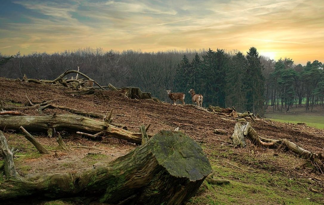 deforestasi di indonesia