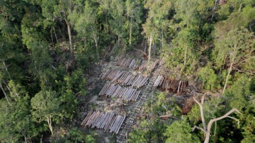Tangkapan layar foto tumpukan kayu di Riau, Sumatera. Foto udara penebangan di hutan dataran rendah Riau, Indonesia, dari Mongabay.