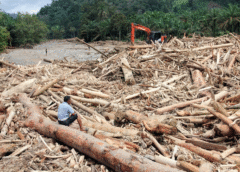 Ilegal Logging Penyebab Banjir Sumatera