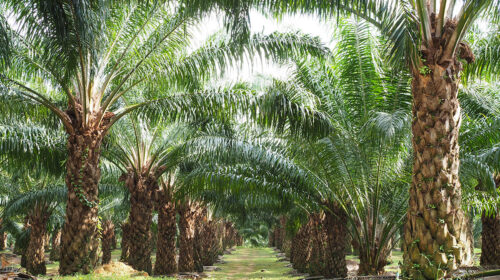 kebun sawit