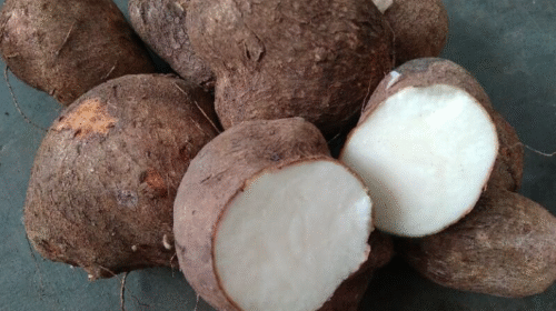 Uwi - (Dioscorea alata)