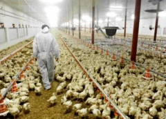 Ketahanan Protein Nasional