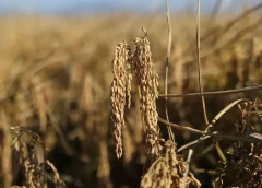 harga beras Thailand