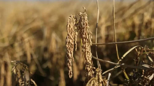 harga beras Thailand