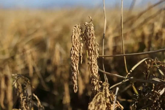 harga beras Thailand