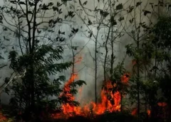 Karhutla Gunung Geulis, suara dunia nusantara