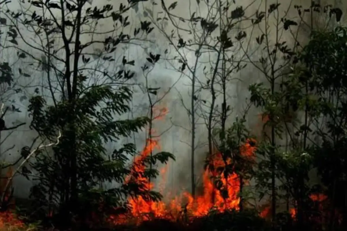 Karhutla Gunung Geulis, suara dunia nusantara